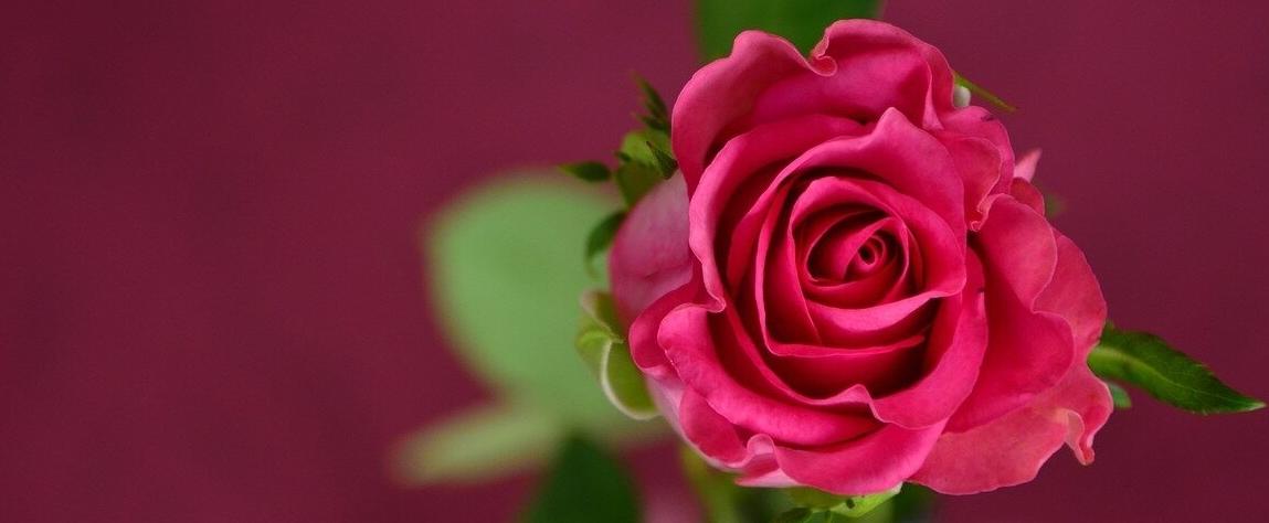 Everything's coming up roses (oder: Wie entwickelt sich unser Duftgeschmack?)