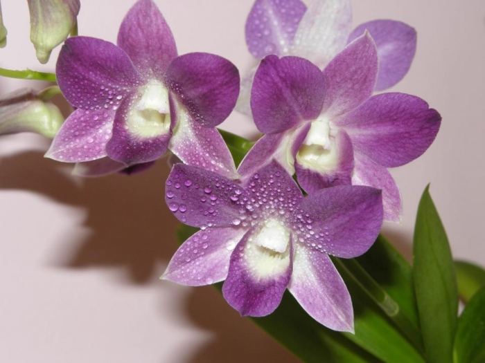 Dendrobium Phalaenopsis - hybrid