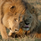 Löwen im Okavango Delt...