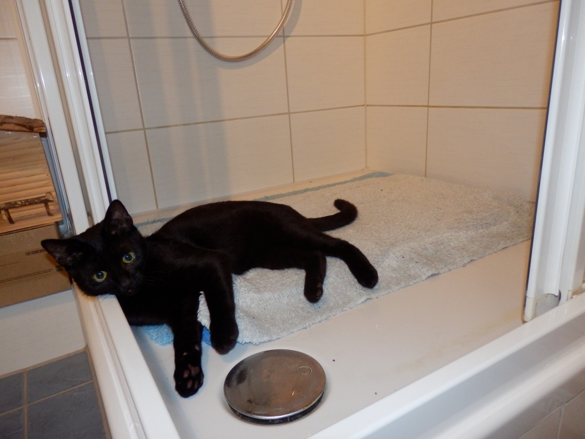 Rasputin hilft beim Ausräumen des Badezimmers zum Putzen... auf seine Art :-)