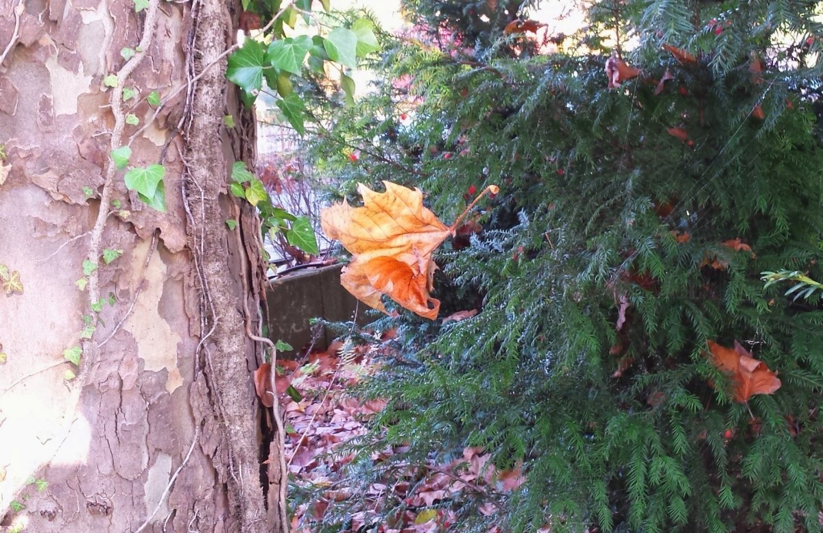Leaf floating on Air or not...?