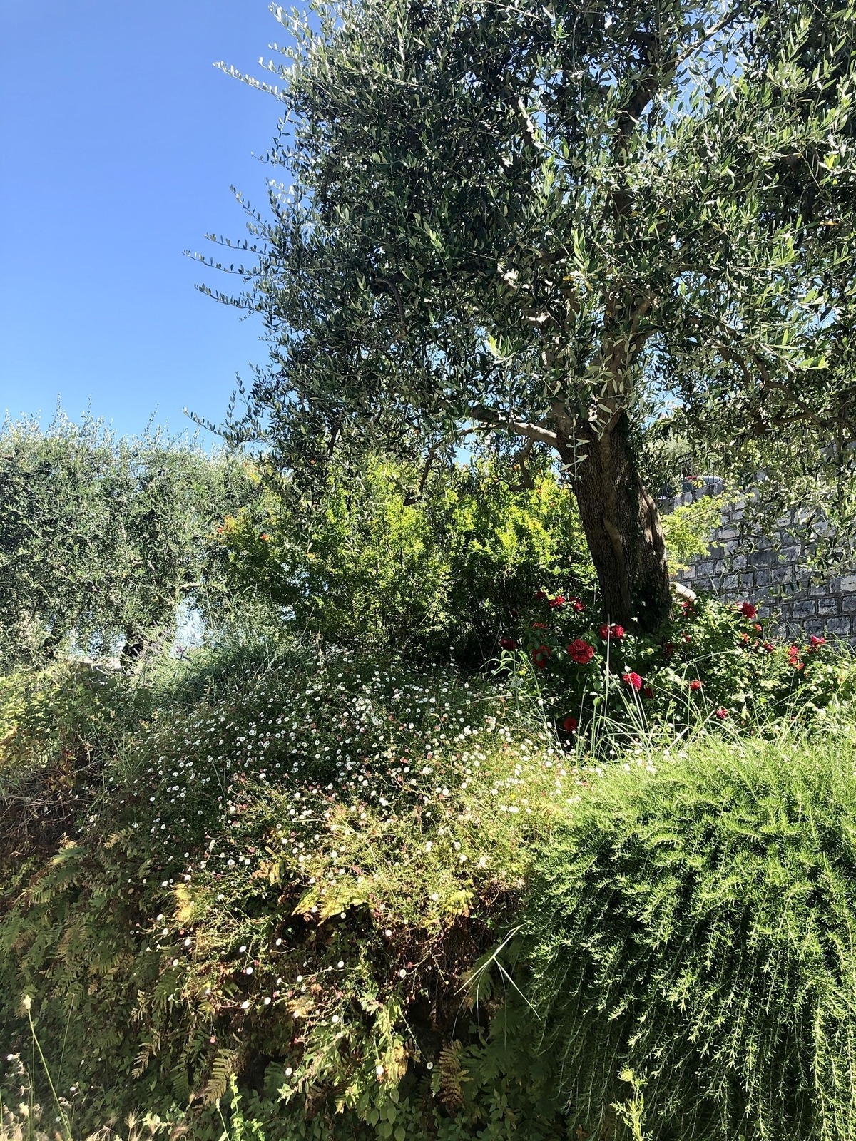 Garten in Roquebrune, hier liegt Findus begraben