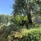 Garten in Roquebrune, h...