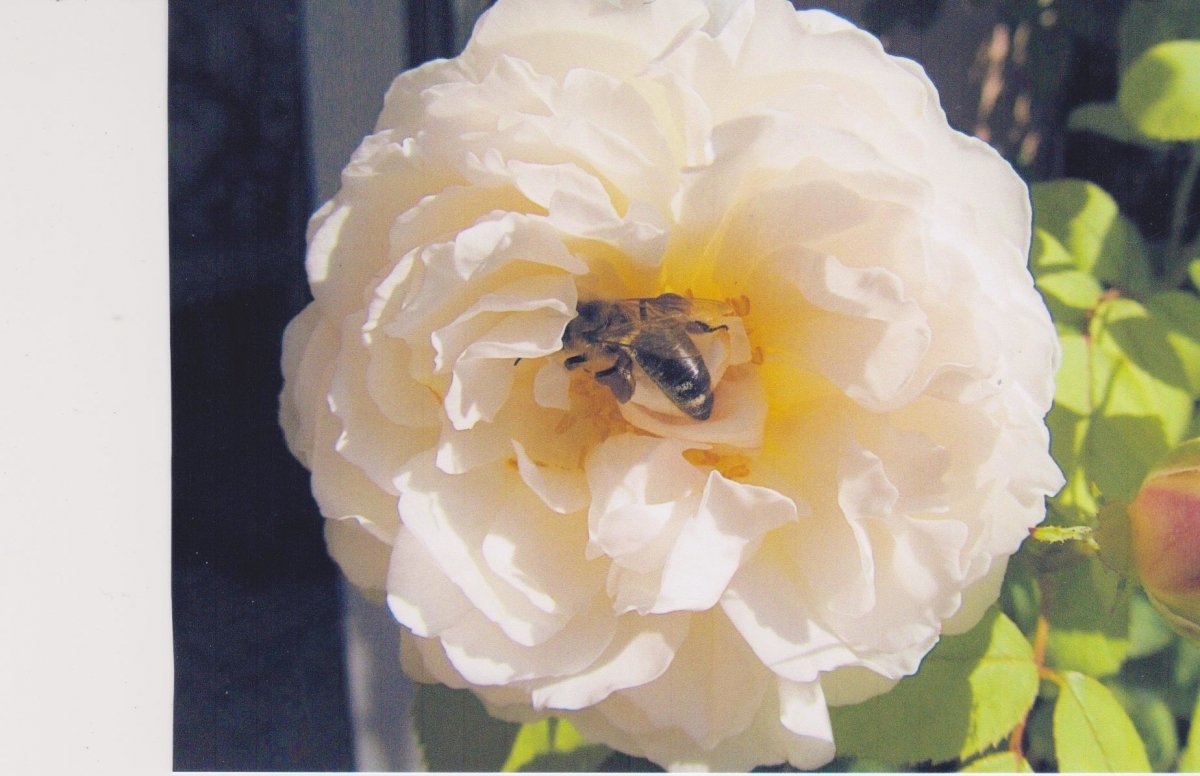 Bienenbesuch auf Moschus-Rose