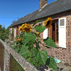 Das Haus und Sonnenblum...