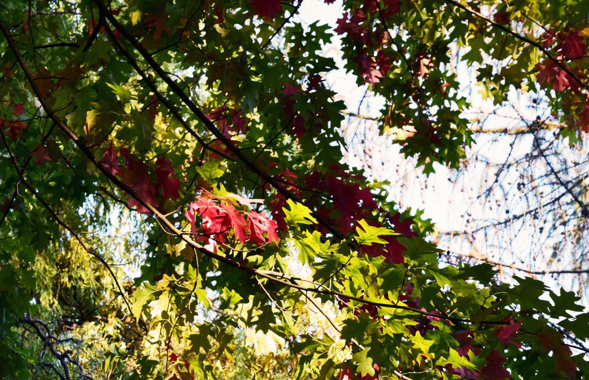 Fall color shifting