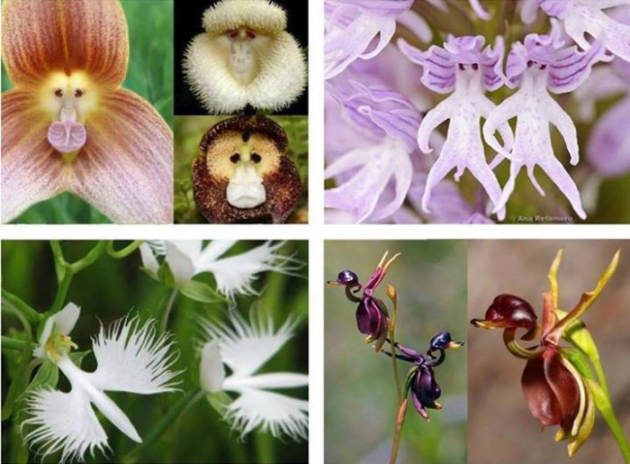 Die beeindruckende Vielfalt von Orchideen und ihre Fähigkeit wie etwas anderes auszusehen. ;) Da hätten wir von oben nach unten und von links nach rechts: Dracula simia (die Affen Orchidee), Orchis Italica (die Nackter-Mann Orchidee), Habenaria radiata (d