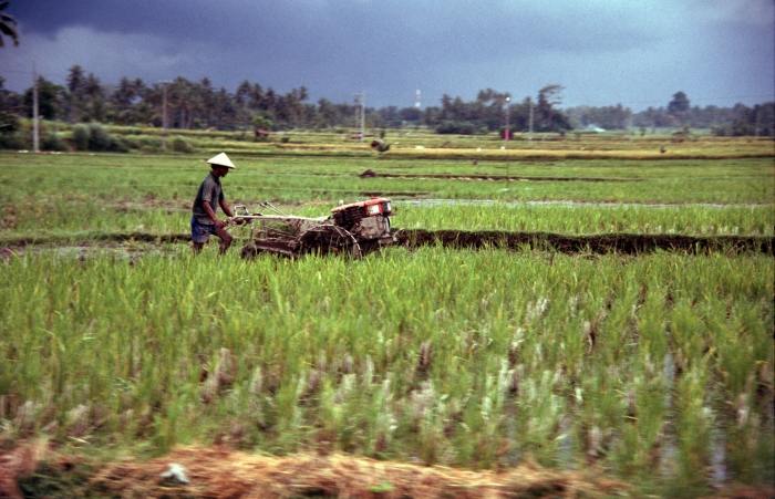 Auf dem Reisfeld irgendwo mitten auf Java - schnell, schnell, bevor der Regen kommt!