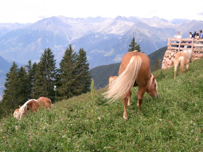 Haflingerstuten auf der Sommer- Alm (Meran 2000, oberhalb von Hafling, Südtirol.).