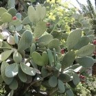 Wilder Kaktus in Taormi...