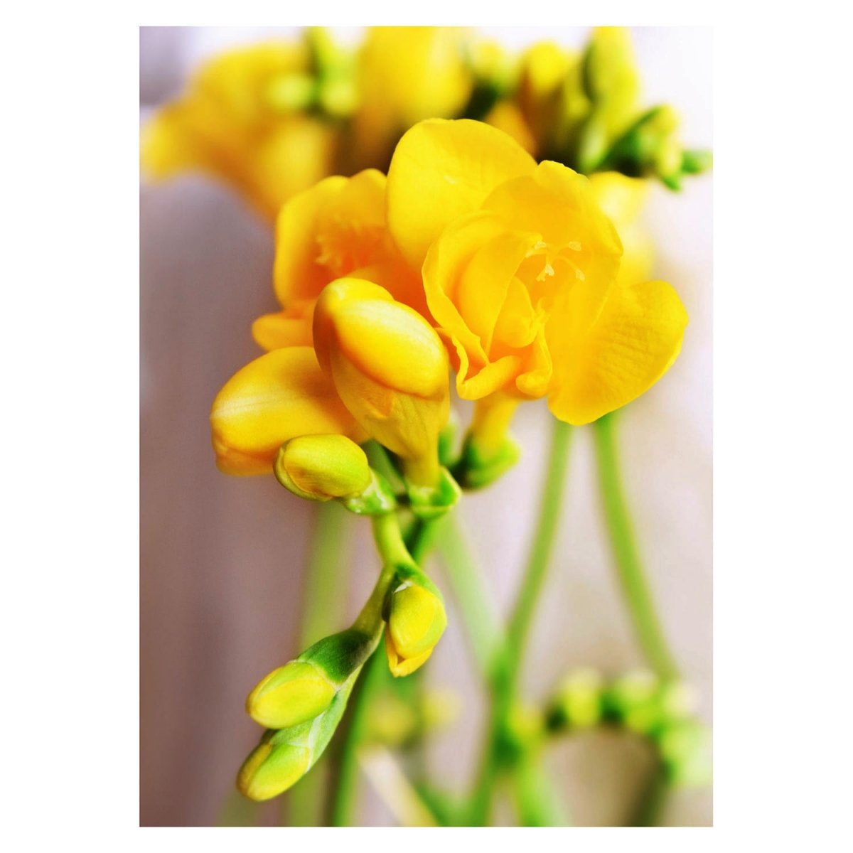 The lovely scented freesias