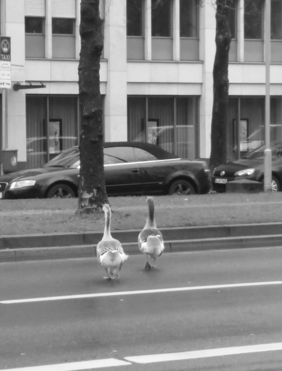 ...alle Zeit der Welt... "Goose on street" Ausstellung 18.3.17  Düsseldorf :o)