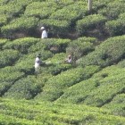Teeplantage Kerala