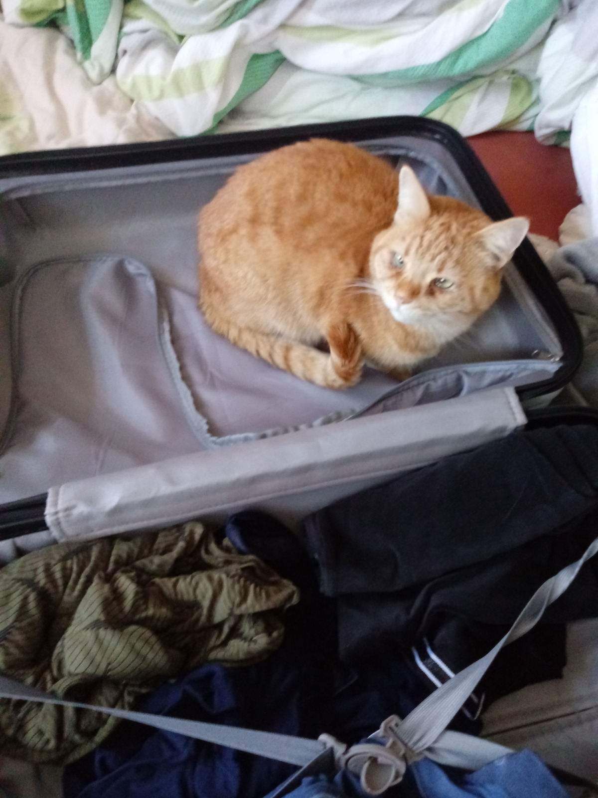 Er liebt Koffer....