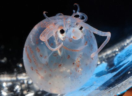 Unterwasser-Schweinchen. Ja, die gibt es. Das hier  heisst "Piglet Squid" und ist ein Tiefsee-Tintenfischchen...