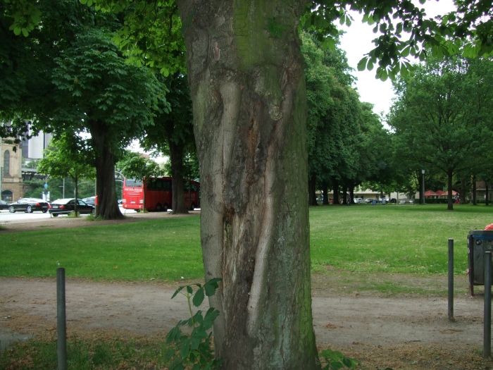 Vergleichsfoto, gleicher Baum Juli 2013