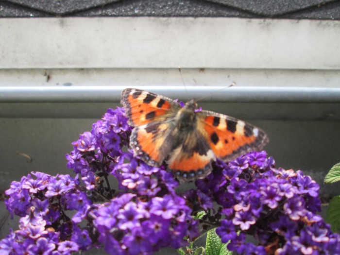Heliotrop mit Schmetterling