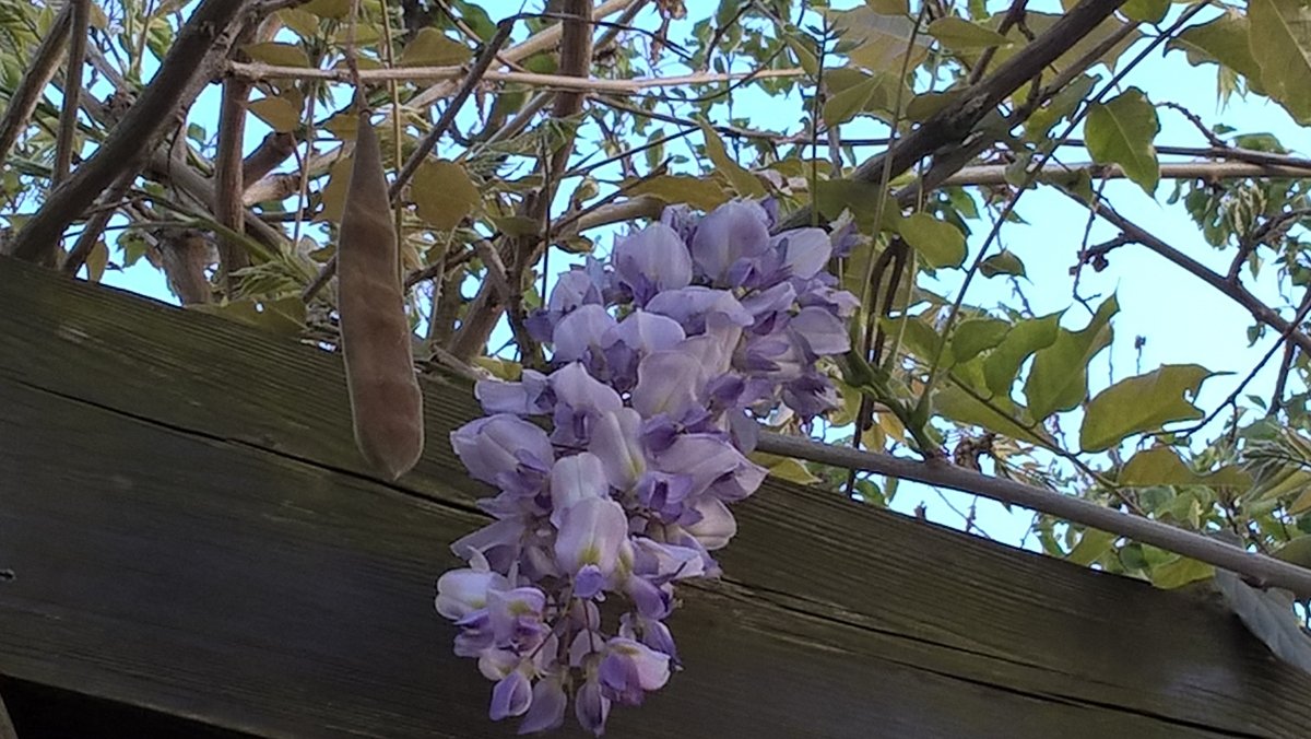 Mai/Juni 2017; chin. Blauregen (Glyzine), leider wegen des Frosts Ende April nur zwei Blütendolden auf 6-7 qm Zweigfläche, die jedoch mit betörendem Duft. Unzählige Blütenknospen sind erfroren.