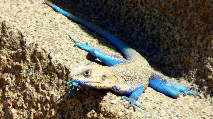 Lizard at Stelaepark in Axum, Ethiopia