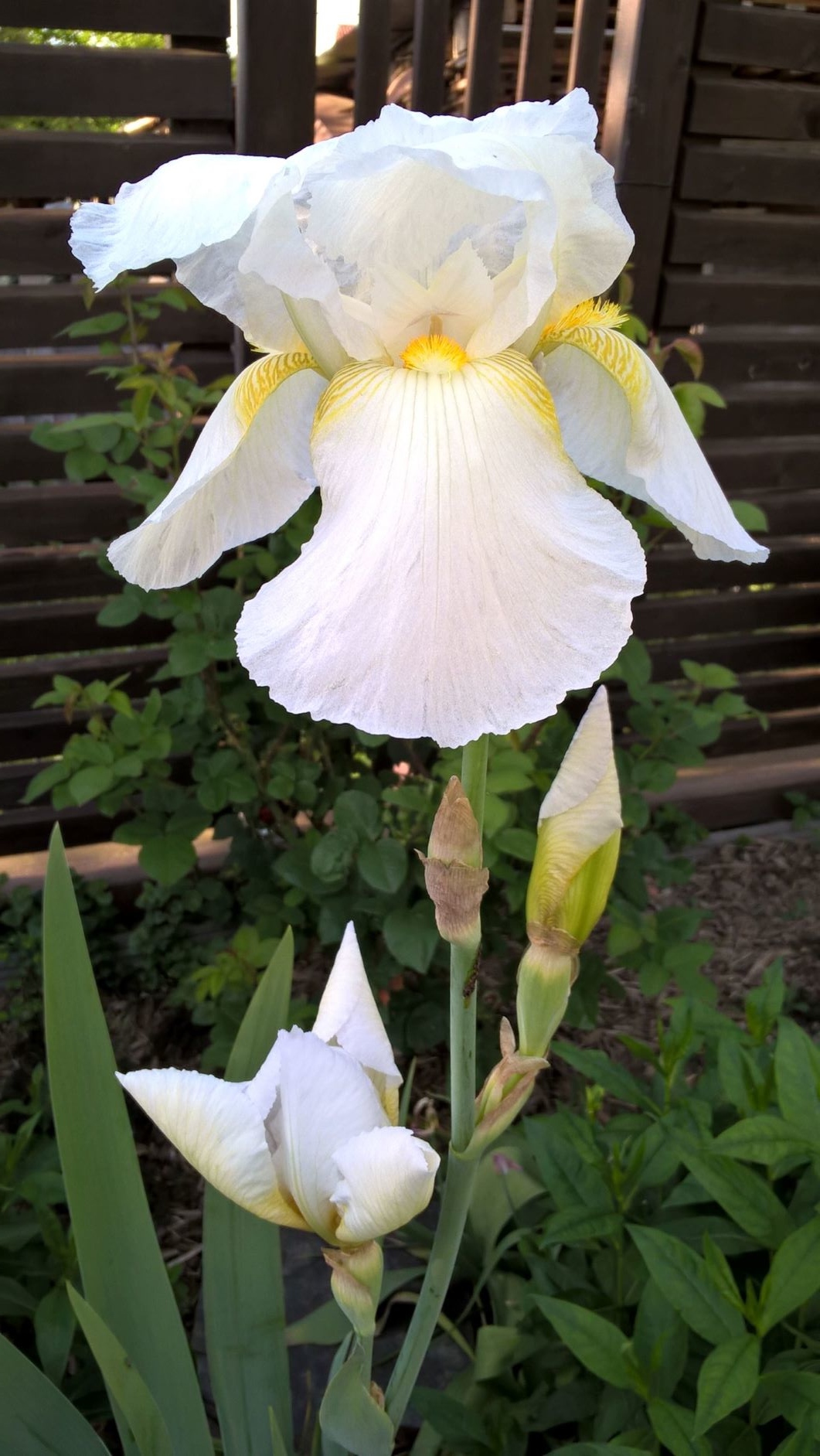 Iris barbata-elatior, 'Magnolia', 'Lugano' oder 'Frost & Flame'?; Mai 2019