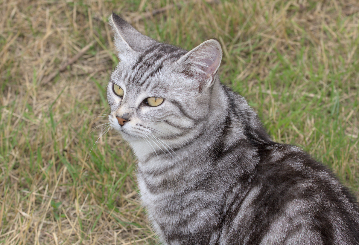 Katzi, die Nachbarskatze, hängt immer bei uns auf der Weide herum und fängt Unmengen von Mäusen.