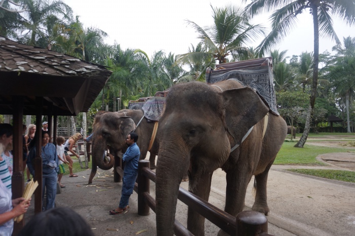 Elefantenpark Taro, Bali, Indonesien