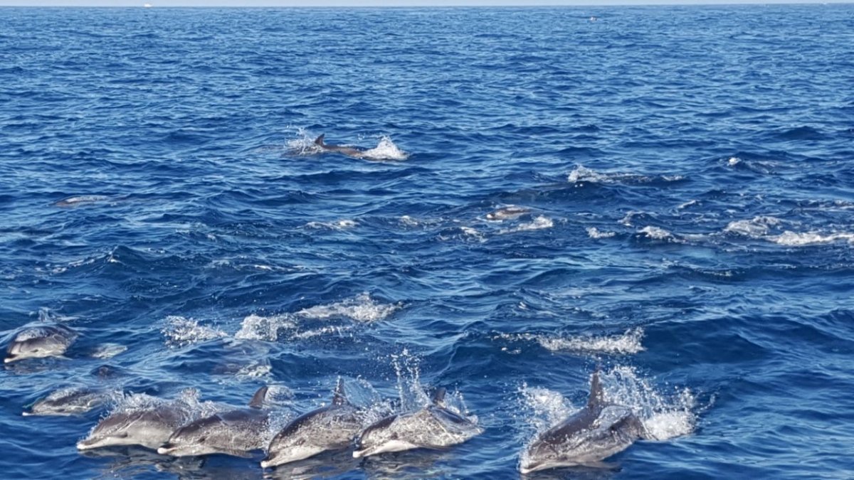 Wilde Delphine vor der Küste Puerto Ricos (Gran Canaria)