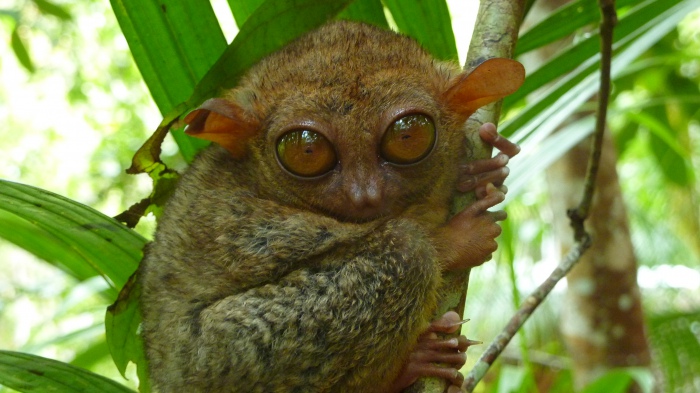 Eine sehr kleine Primatenart, die Tarsier, welche nur 100-150g wiegen - Philippinen