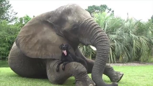 Der Elefant mit Hund drapiert, mit Grün darumherum verziert, zeigt, dass Freundschaft dann und wann, Konventionen brechen kann.