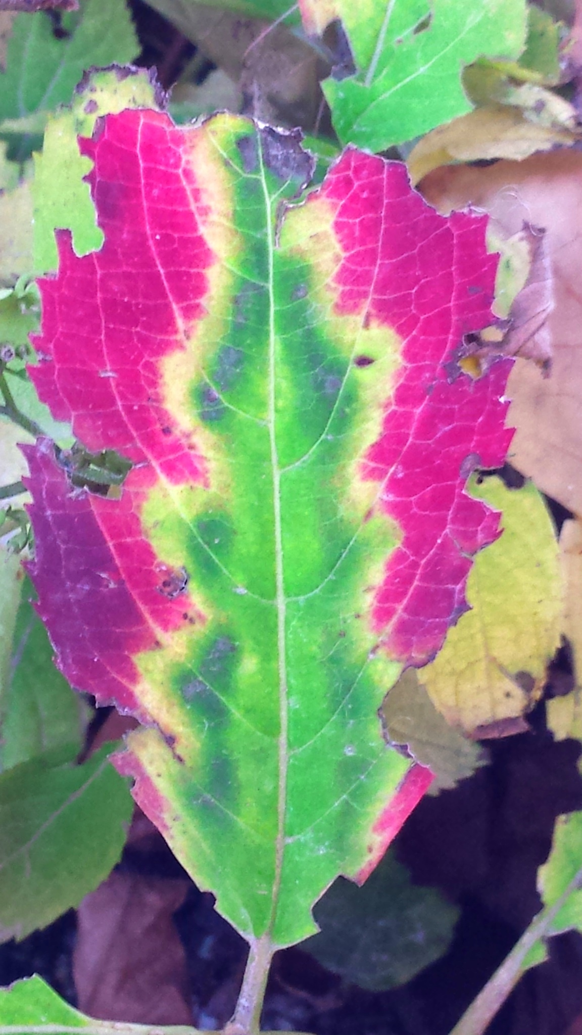Outstanding Leaf