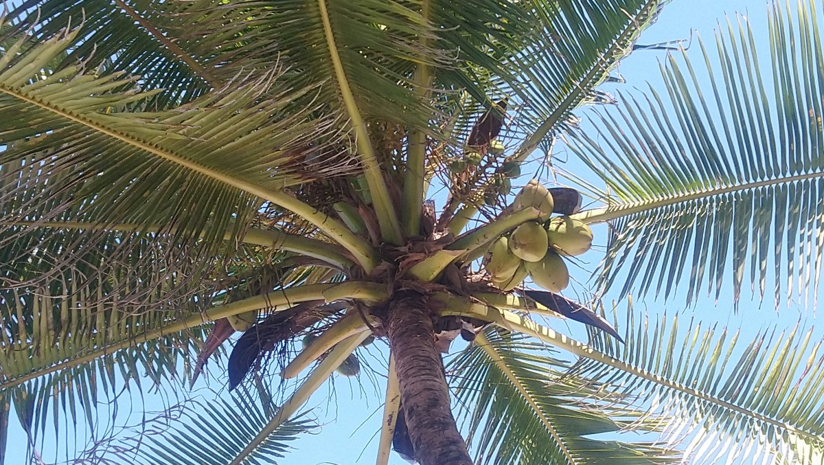 🌴 Im Schatten der Kokosnüsse ...🌴