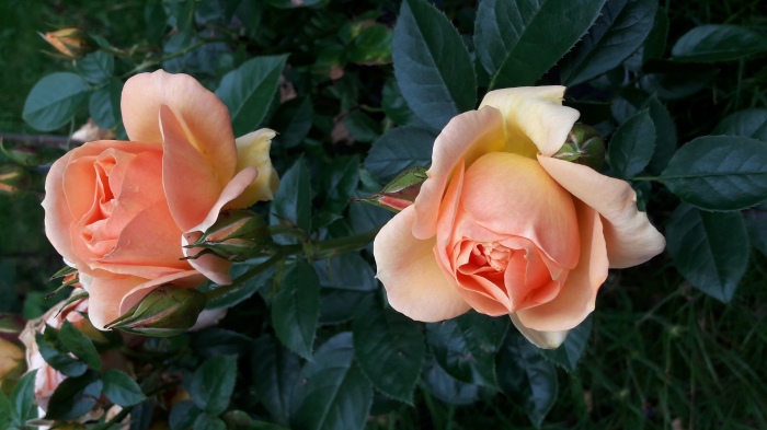 Rose "Barock"