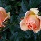 Rose "Barock"