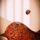 Ladybug.Vogel.The winne...