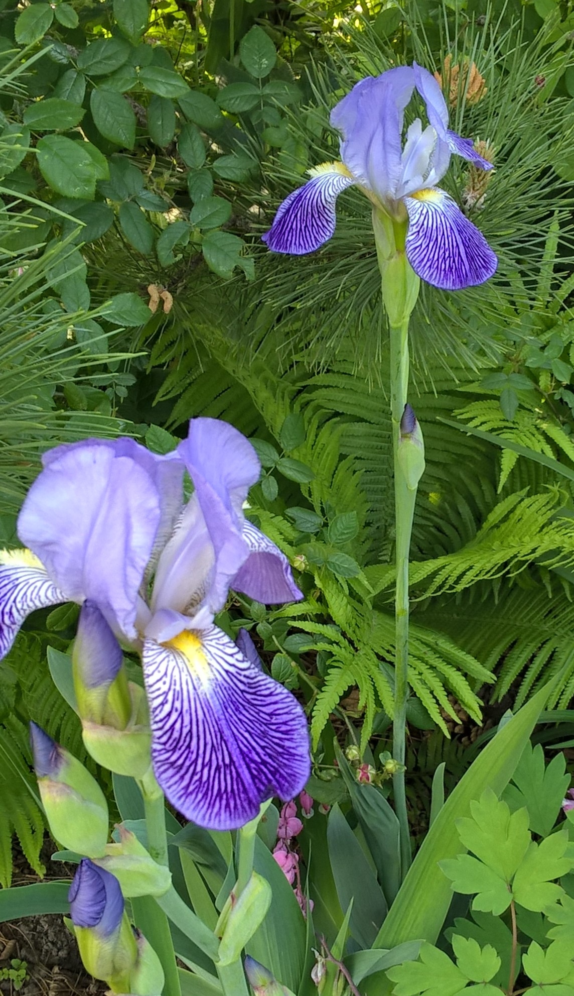 vermutlich Iris germanica; Mai 2019