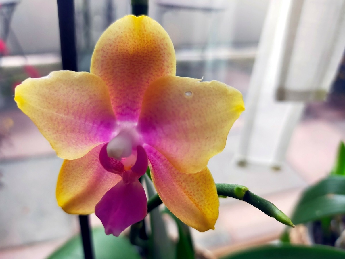 Phalaenopsis Liodoro - meine zauberhafte Duftorchidee