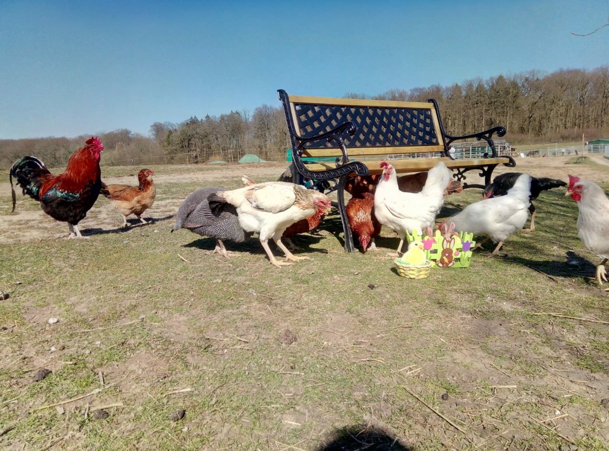 Osterhühner auf dem Gnadenhof. Hier sind wir Tierpaten
