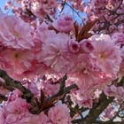 Kirschblüte 🌸