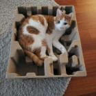 Schachtel-Kätzchen