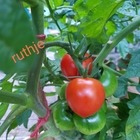 Ich liebe Tomaten 💖