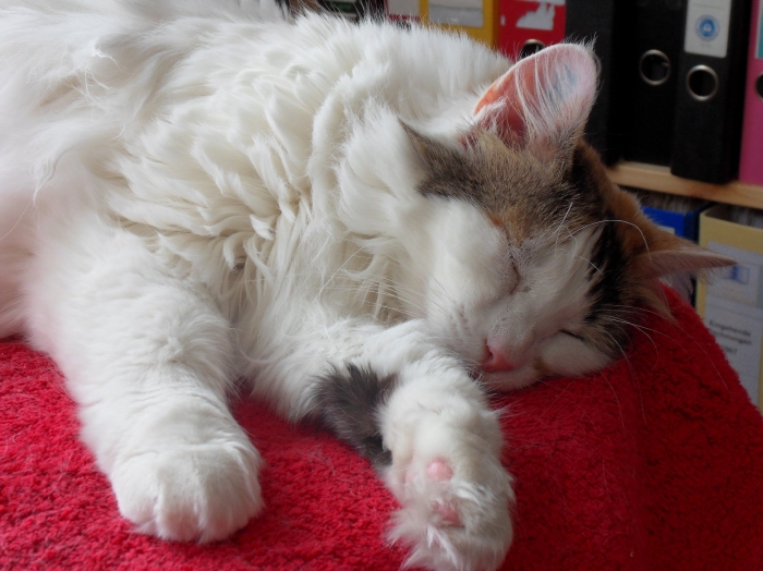Koschka, meine Katze mit Migrationshintergrund. Sie wurde in der Türkei geboren. Wahrscheinlich ist sie eine Türkisch-Van, sie hat die Zeichnung und auch keine Unterwolle, d.h. niemand ist auf sie allergisch :-)