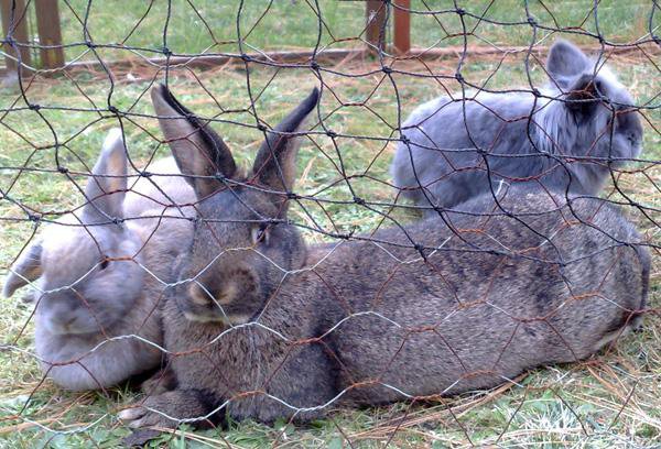 Hazel, Nougat und im Hintergrund der Kiesel  - die beste Kaninchenbande ever, leider inzwischen alle verstorben :-(