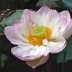 Lotusblüte im Lou Lim ...