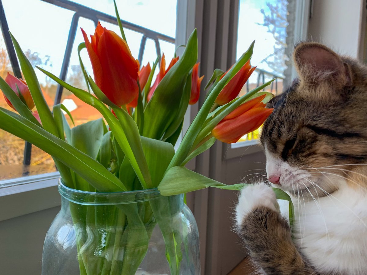 Auch ich kann Katzencontent – sogar mit Parfumo-Bezug: Hallo, Timmy!