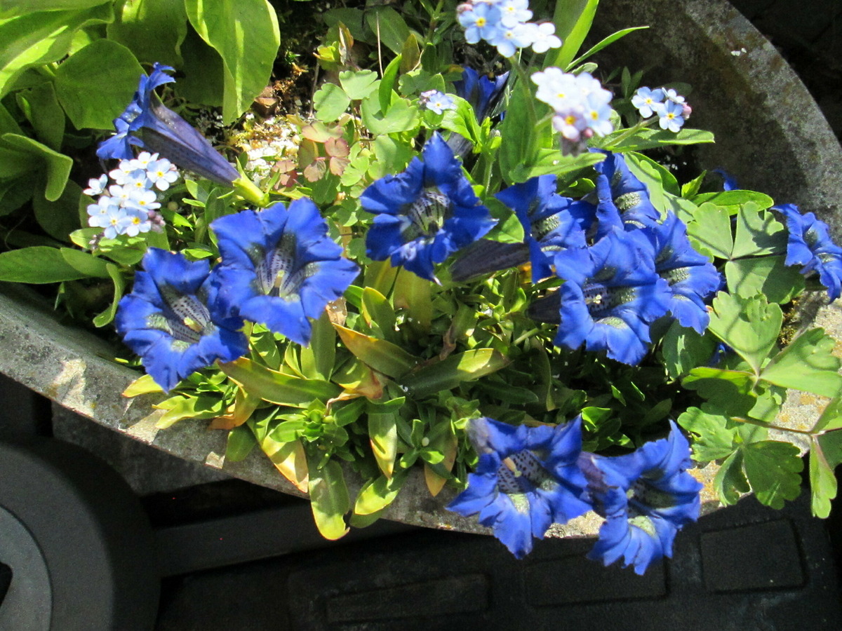 Mai 2023, dieses Jahr12 der wunbderblauen Blumen: Enzian auf unserer Terrasse