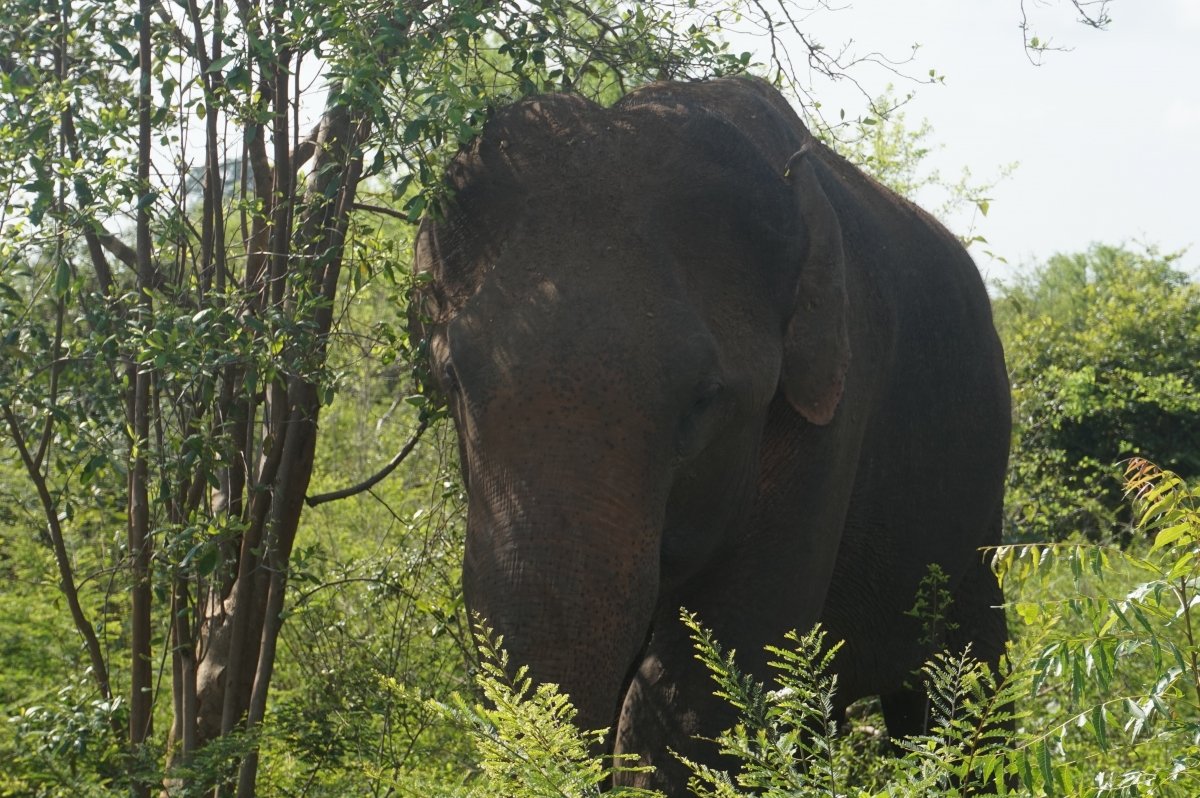 Udawalawe  Nationalpark in Sri Lanka