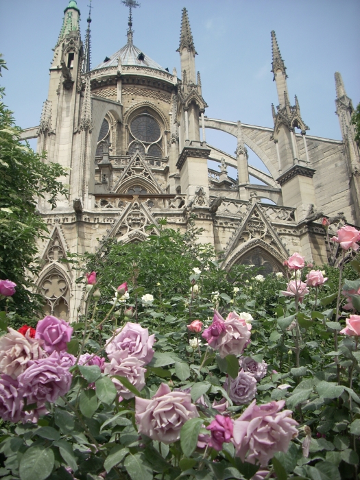 Notre Dame de Paris zwischen pudrigen Rosen