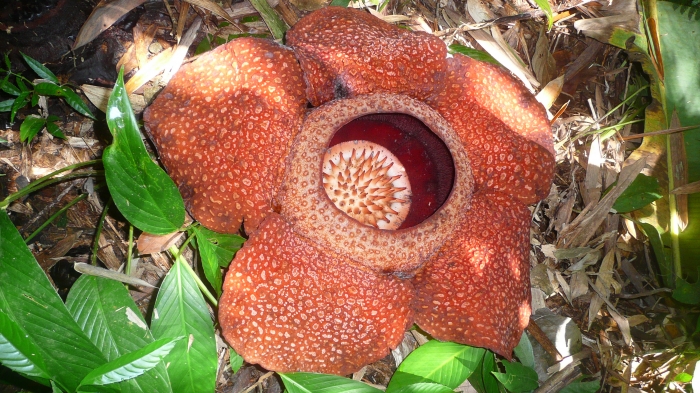 Eine Rafflesia, die größte Blume der Welt, in der Nähe vom Mount Kinabalu