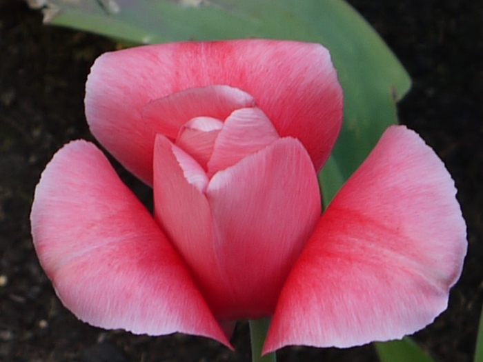 Eine simple Tulpe ist Schönheit und Vollkommenheit pur