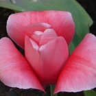 Eine simple Tulpe ist S...